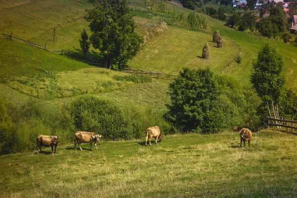 Beautiful mountain landscape with cows on a background of the vi — Stock Photo, Image