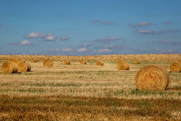 Pšenice po sklizni. Sušit sena na poli. — Stock fotografie