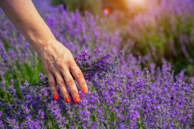 Güneşli bir günde güzel lavanta tarlaları. Kız elini ov yol açar