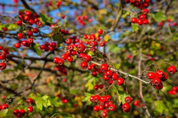 Буш из дикого шиповника с ярко-красными фруктами и зелеными листьями в — стоковое фото