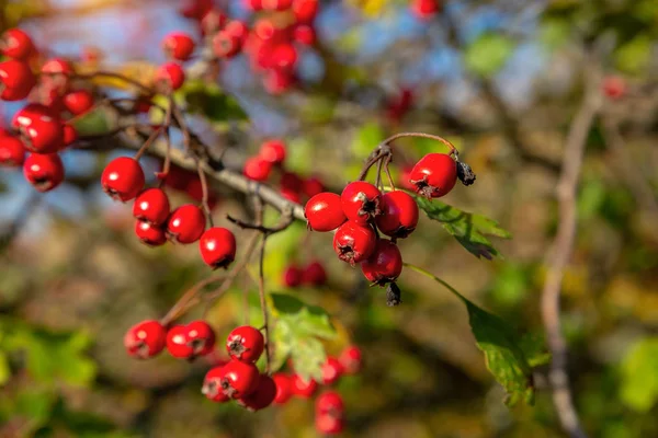 밝은 붉은 과일과 녹색 잎야생 로즈힙의 부시 — 스톡 사진