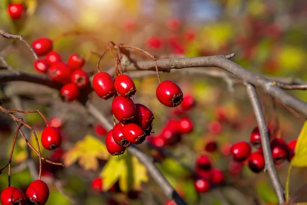 Busch wilder Hagebutten mit leuchtend roten Früchten und grünen Blättern in — Stockfoto