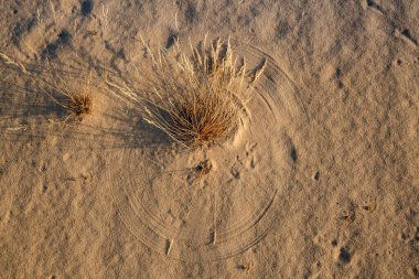 Kumulları olan güzel bir çöl manzarası. Güneşli bir günde kumların üzerinde yürü.