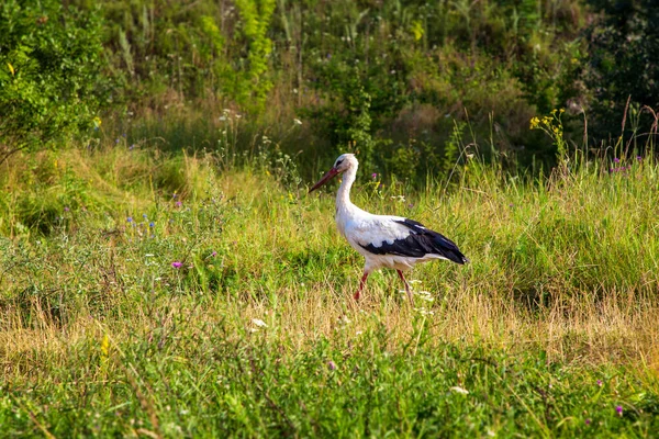 Cigüeña Blanca Caminando Sobre Hierba Verano — Foto de Stock