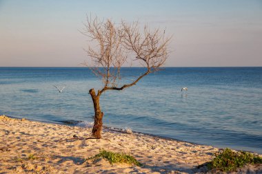 Kumlu deniz kıyısında yapayalnız bir ağaç. Dzharylgach Adası