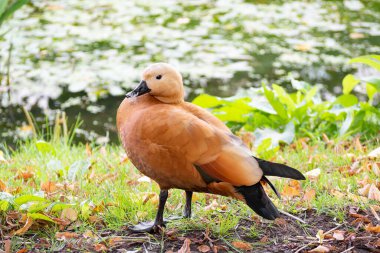 Ogar ördeği gölün arka planında. Kapat..