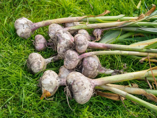 Knoflook Oogsten Verse Knoflookkoppen Met Bladeren Groen Gras — Stockfoto