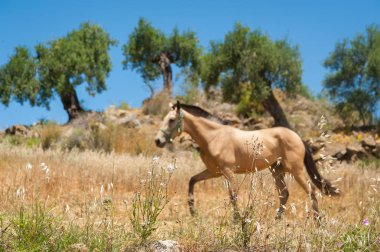 Zeytin ağacı meyve bahçesi bir çayır at. At yak²n ikinci planda. Andalucia, Andalusia. İspanya. Europe.