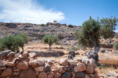 Zeytin ağacı. Zeytin ağacı vahşi grove Adası, Rodos, Yunanistan.