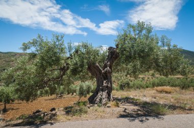 Zeytin ağacı, 1000 yaşında veya daha fazla. Zeytin ağacı plantasyon içinde Andalucia, Endülüs, İspanya. Avrupa. Arazi değeri buna göre hesaplanır çiftliğinde kaç eski zeytin ağaçları vardır için.