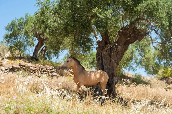 Çok sıcak bir günde zeytin bahçesi bir zeytin ağacının altında güneş--dan a sığınak arayan at. Andalucia, Andalusia. İspanya. Europe.