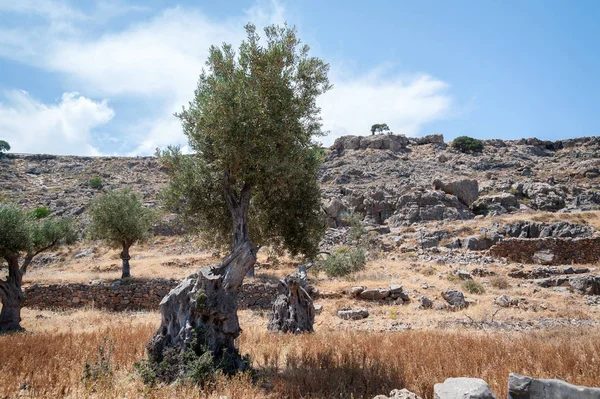 Δέντρο Ελιάς Δέντρο Άγρια Ελαιώνα Στο Νησί Της Ρόδου Ελλάδα — Φωτογραφία Αρχείου