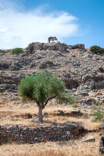 Δέντρο Ελιάς Δέντρο Άγρια Ελαιώνα Στο Νησί Της Ρόδου Ελλάδα — Φωτογραφία Αρχείου