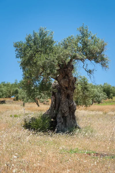 Ελαιόδεντρο Ένα Δέντρο Ηλικίας 1000 Ετών Ακόμη Περισσότερο Φυτεία Δέντρο — Φωτογραφία Αρχείου