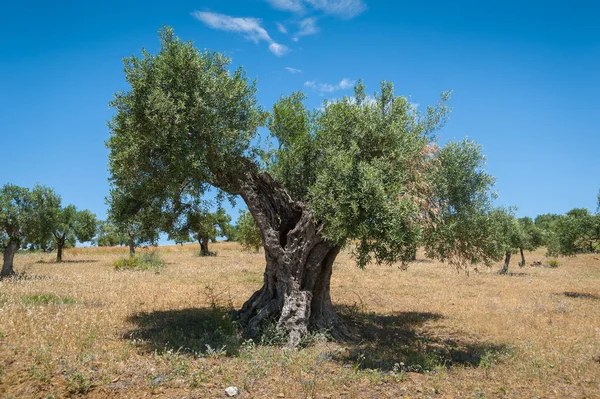 Ελαιόδεντρο Ένα Δέντρο Ηλικίας 1000 Ετών Ακόμη Περισσότερο Φυτεία Δέντρο — Φωτογραφία Αρχείου