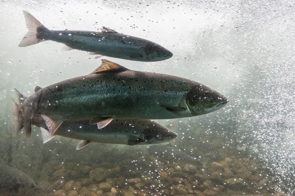 Salmão Nadando Contra Corrente Rio Noruega Europa Stavanger Região Rogaland — Fotografia de Stock