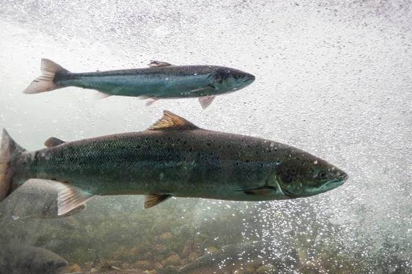 Salmon swimming against river current. Norway, Stavanger region, Rogaland, Ryfylke scenic route. Salmon in these rivers is a very significant part of the worldwide stock of Atlantic salmon.