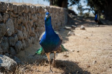 Taş duvar boyunca sıcak yaz gün boyunca strolling tavus kuşu.