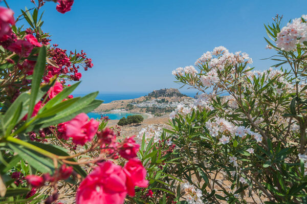 Distant view at Lindos Town and Castle with ancient ruins of the Acropolis on sunny warm day. View framed with flowers white and red Nerium Oleander in blossom.Island of Rhodes, Greece. Europe.