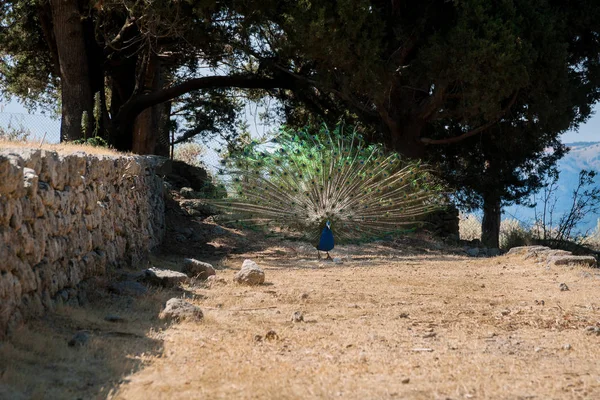 Peacock Strolling Stone Wall Warm Summer Day — Φωτογραφία Αρχείου