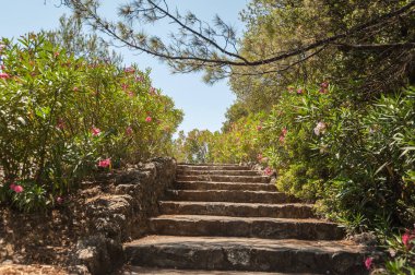 Taş patika bir pembe Nerium Oleander ağaçları çiçekleri arasında. Rodos, Yunanistan. Europe.