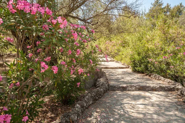 Taş patika bir pembe Nerium Oleander ağaçları çiçekleri arasında. Rodos, Yunanistan. Europe.