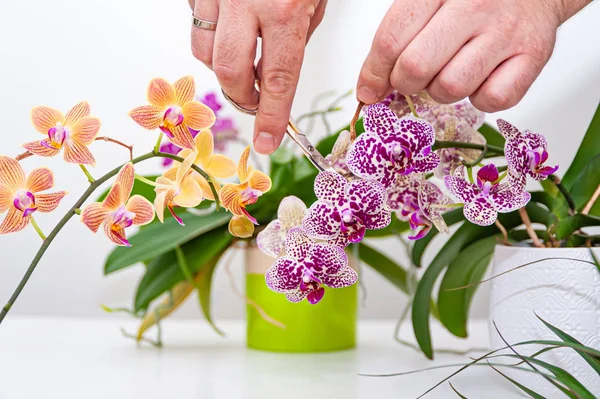 Orkide Ler Çömle Çiçekler Evde Saksı Bitkileri Bakımı Phalaenopsis Orkidaceae — Stok fotoğraf