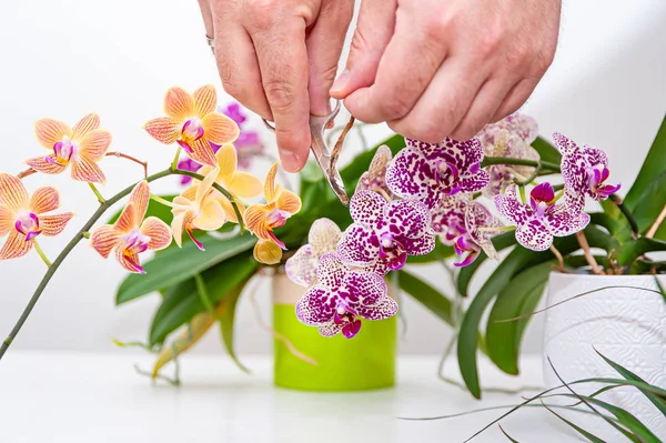 Flores Orquídeas Maceta Cuidado Las Plantas Maceta Casa Falaenopsis Orquídeas — Foto de Stock