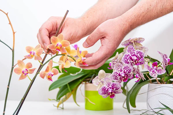 Orkide ler çömle çiçekler. Evde saksı bitkileri bakımı. Phalaenopsis. Orkidaceae.