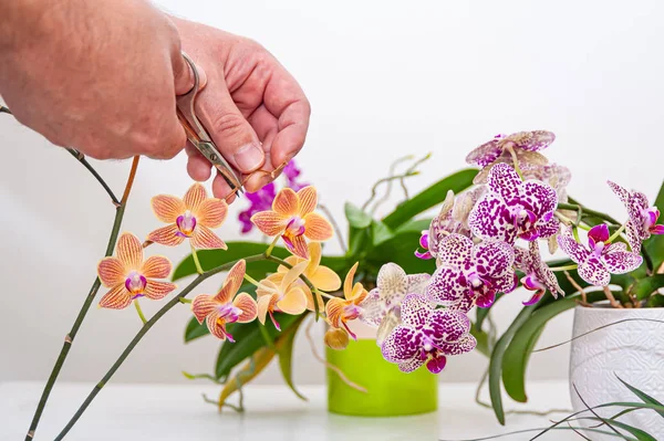 Flores Orquídeas Maceta Cuidado Las Plantas Maceta Casa Falaenopsis Orquídeas — Foto de Stock