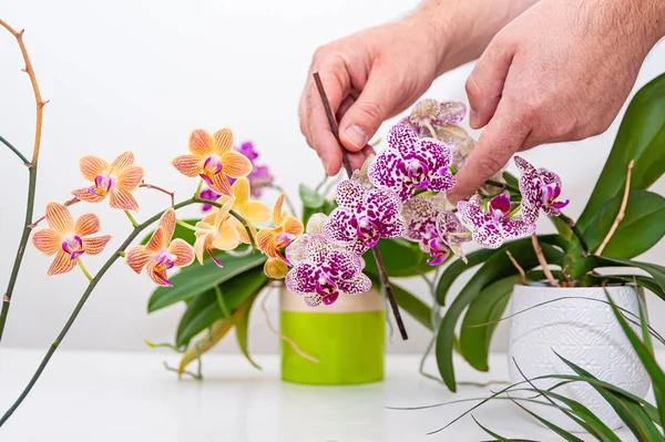 Flores Orquídeas Maceta Cuidado Las Plantas Maceta Casa Falaenopsis Orquídeas — Foto de Stock