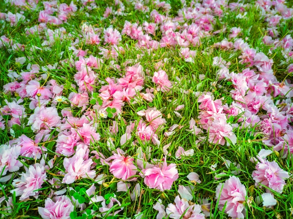 A garden carpet of pink wild cherry flowers on green lawn. Sakura flowers. Prunus Serrulata.