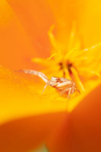 Anyphaena Acentuata Araña Zumbante Arrastrándose Por Dentro Pétalos Amarillos Amapola —  Fotos de Stock