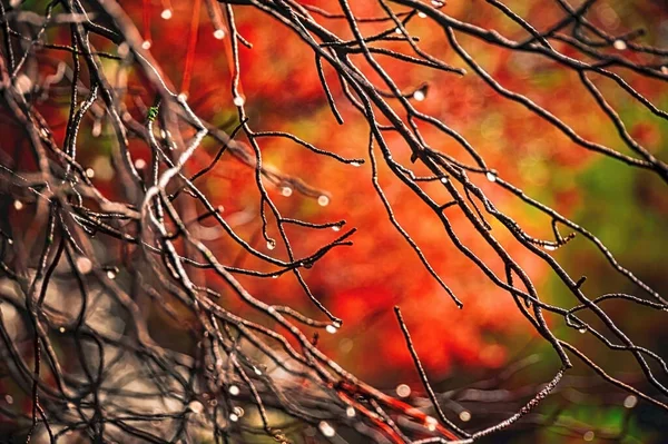 Несколько Капель Воды Голых Ветках Осеннем Красочном Фоне — стоковое фото