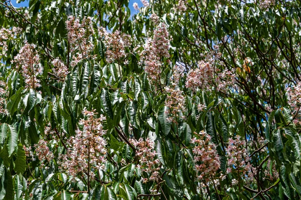Blühender Europäischer Rosskastanienbaum Der Eine Natürliche Erscheinung Schafft Hintergrund Aus — Stockfoto