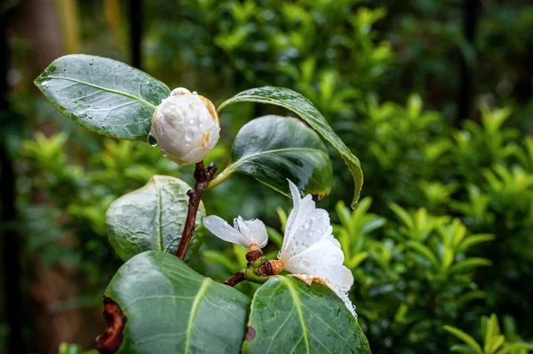 Blooming White Camelia Japonica Background Blurry Green Leaves Rainy Day — Stock Photo, Image