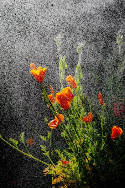 Califórnia Papoula Flores Durante Chuvisco Chuva Dia Ensolarado — Fotografia de Stock