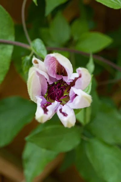 Primer Plano Brotes Jóvenes Clematis Rosa Etapas Floración Desde Brote — Foto de Stock