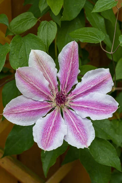 Close Fully Mature Pink Clematis Flower Stages Blooming Unopened Bud — Stock Photo, Image