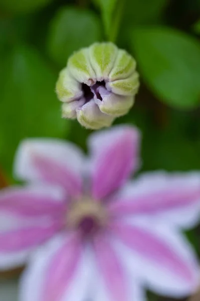 Gros Plan Sur Les Jeunes Pousses Clematis Rose Étapes Floraison — Photo