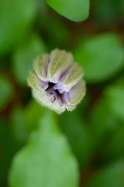 Detailní Záběr Mladé Záběry Růžového Clematise Stádia Kvetení Neotevřeného Pupenu — Stock fotografie