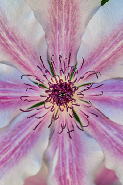 Primer Plano Flor Clematis Rosa Completamente Madura Etapas Floración Desde —  Fotos de Stock