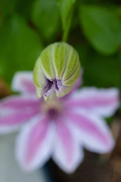 Close Young Shoots Pink Clematis Stages Blooming Unopened Bud Fully — Stock Photo, Image