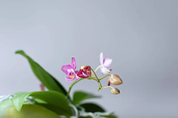 Gros Plan Sur Grappe Fleurs Orchidées Étapes Floraison Bourgeon Non — Photo