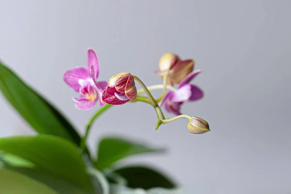 Primer Plano Racimo Las Flores Las Orquídeas Etapas Floración Desde — Foto de Stock