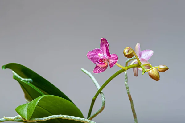 Orkidelerin Çiçek Kümesine Yakın Çekim Açılmamış Tomurcuklardan Tamamen Açılmış Çiçek — Stok fotoğraf