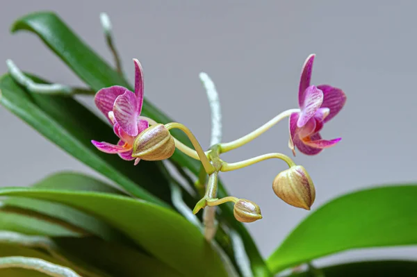 Orkidelerin Çiçek Kümesine Yakın Çekim Açılmamış Tomurcuklardan Tamamen Açılmış Çiçek — Stok fotoğraf