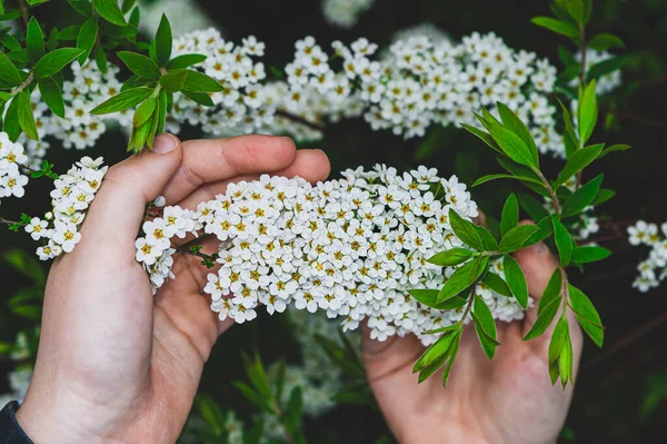 Egy Pár Kéz Akik Apró Fehér Tavaszi Virágokat Tartanak Kezükben — Stock Fotó