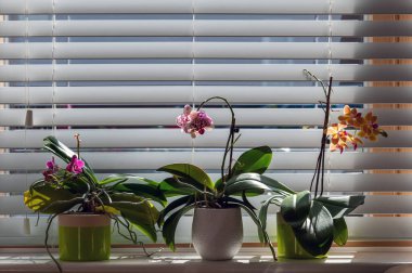 Venedik panjurlarına karşı cam korkuluklarındaki saksılarda orkideler. Evde saksı bitkisi var. Phalaenopsis. Orchidaceae.