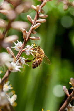 Cordyline Australis çiçeklerinin beyaz çiçekleri üzerinde tozlaşan kahverengi arıların seçici odak fotoğrafı, genel olarak lahana ağacı olarak bilinir, lahana palmiyesi.